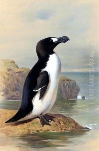 The Great Auk