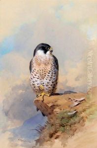A Peregrine Falcon by Archibald Thorburn