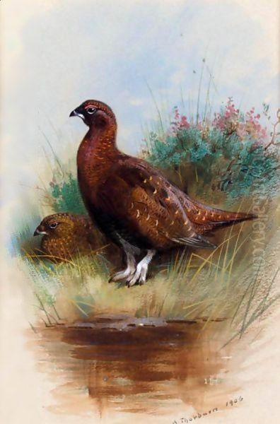 A Cock And Hen Red Grouse - view 1