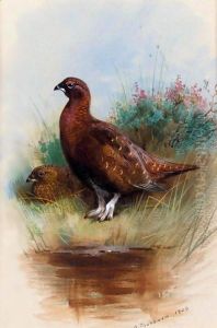 A Cock And Hen Red Grouse by Archibald Thorburn