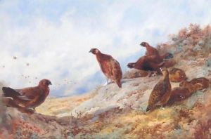 Cock And Hen Red Grouse High On The Moor by Archibald Thorburn