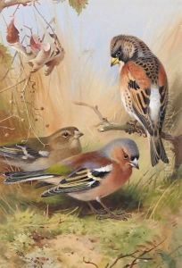 A Brambling And A Pair Of Chaffinches by Archibald Thorburn