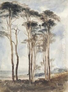 Scots Pines