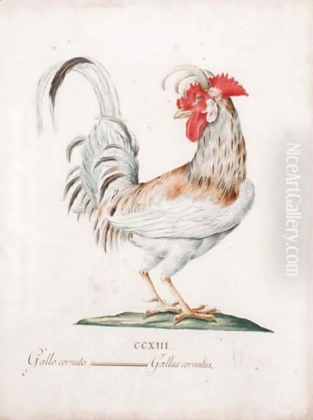 Gallo Cornuto - view 1