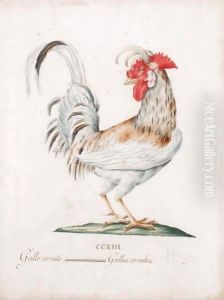 Gallo Cornuto by Italian School