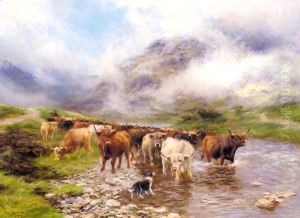 Fording Highland Cattle