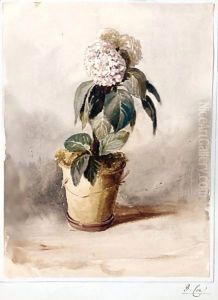 Still-Life Of A Hydrangea by David Cox