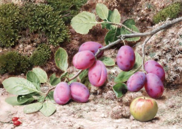 Bough Of Plums - view 1