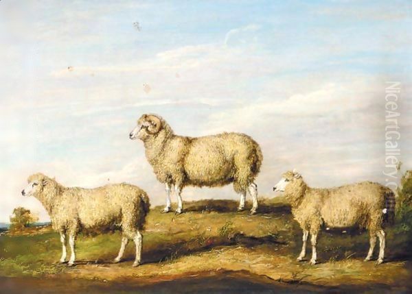 A Dartmoor Ram, Ewe And Wether - view 1