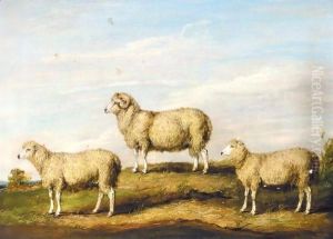 A Dartmoor Ram, Ewe And Wether