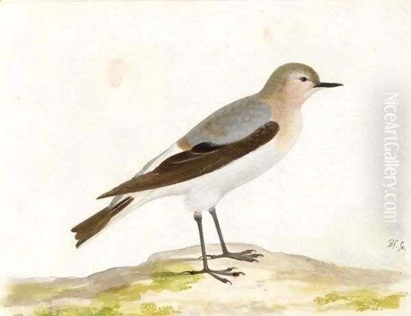 A Wheatear - view 1