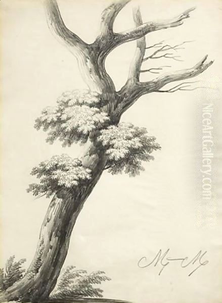 Study Of A Tree - view 1