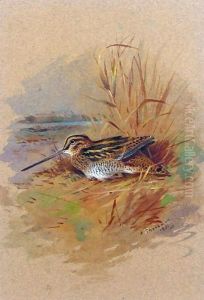 A Snipe Sheltering