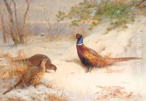 A Winter Dawn, Pheasants In The Snow