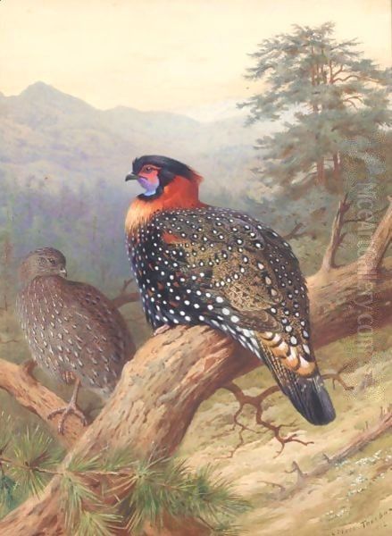 A Pair Of Western Tragopans - view 1
