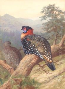 A Pair Of Western Tragopans by Archibald Thorburn