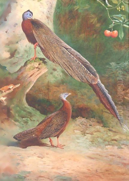 A Pair Of Malay Arguses - view 1