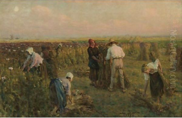 Harvesting The Oil Poppies - view 1