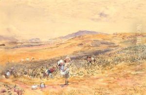 The Bean Field At Campbelltown