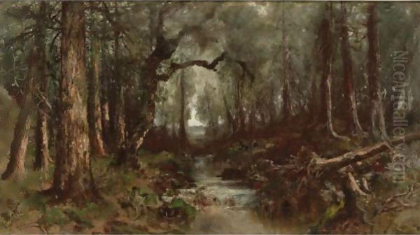 California Red Woods - view 1
