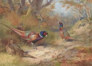Ring Neck Pheasants by Archibald Thorburn