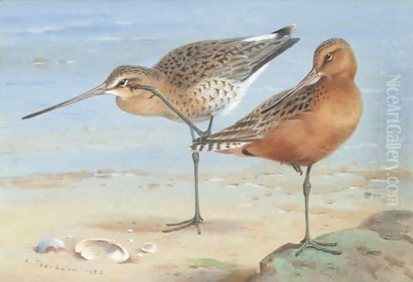 A Pair Of Bar-Tailed Godwit - view 1