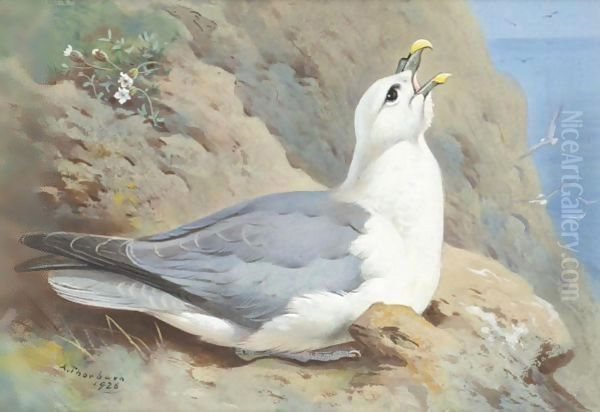A Fulmar Petrel - view 1