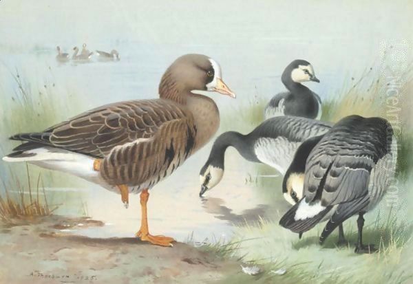 A White-Fronted Goose And Barnacle Geese - view 1