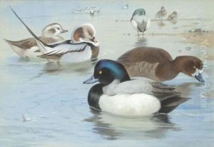 A Pair Of Long-Tailed Ducks And A Pair Of Scaup by Archibald Thorburn
