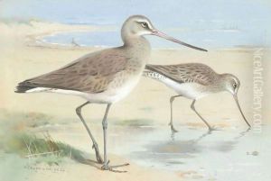 A Pair Of Black-Tailed Godwit by Archibald Thorburn