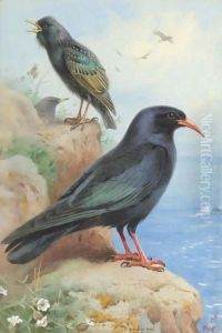 A Rock Starling And A Common Chough by Archibald Thorburn