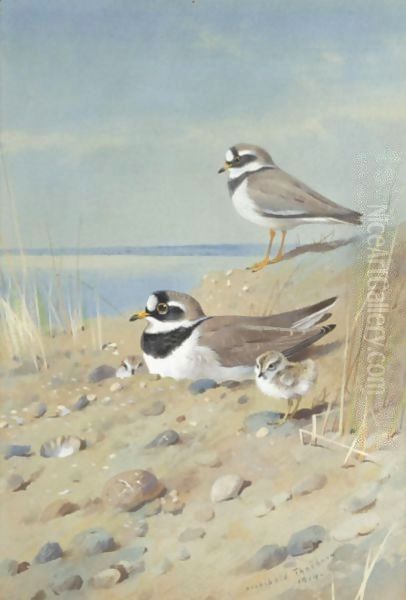 Ringed Plover And Their Young On The Shore - view 1