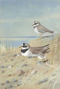 Ringed Plover And Their Young On The Shore