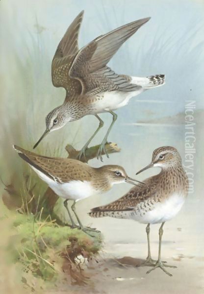 Sandpipers - view 1