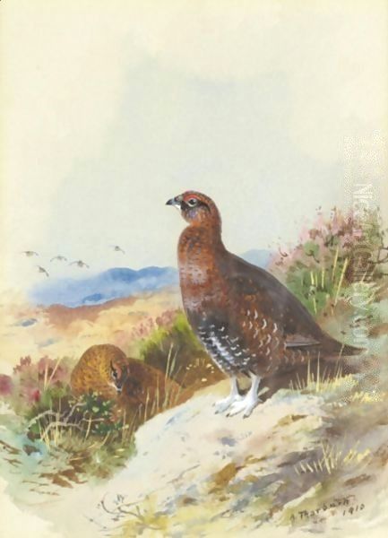 Red Grouse - view 1