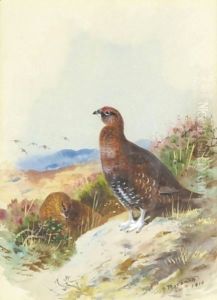 Red Grouse
