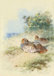 A Brace Of Grey Partridges by Archibald Thorburn