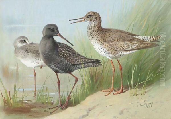 A Trio Of Redshank - view 1