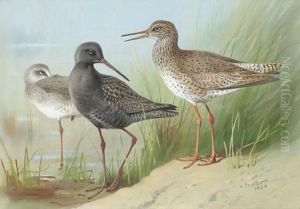 A Trio Of Redshank by Archibald Thorburn