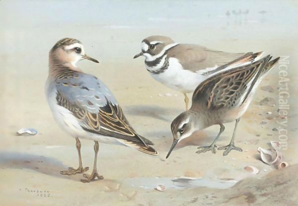 A Knot, A Sandpiper And A Little Ringed Plover - view 1