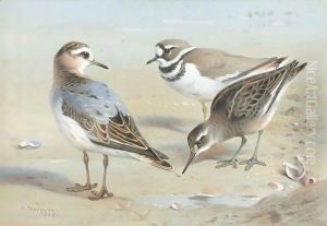 A Knot, A Sandpiper And A Little Ringed Plover by Archibald Thorburn