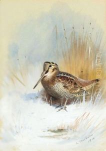 A Woodcock by Archibald Thorburn