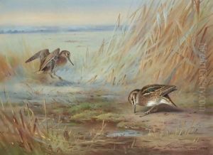 Common Snipe On Marshland