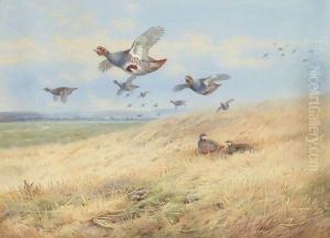 Grey Partridges In Flight by Archibald Thorburn