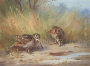 A Pair Of Woodcock by Archibald Thorburn