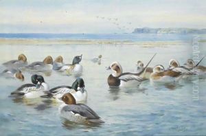 Goldeneyes And Longtails by Archibald Thorburn