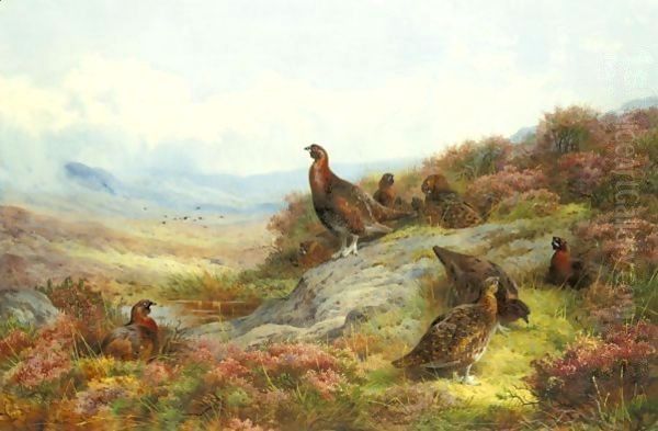 Red Grouse In A Landscape - view 1