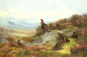 Red Grouse In A Landscape