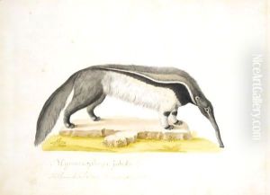 An Anteater by Franz Anton von Scheidel