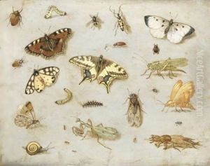 Studio Di Farfalle